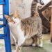 O movimento da cauda do seu gato revela emoções que você jamais imaginou
