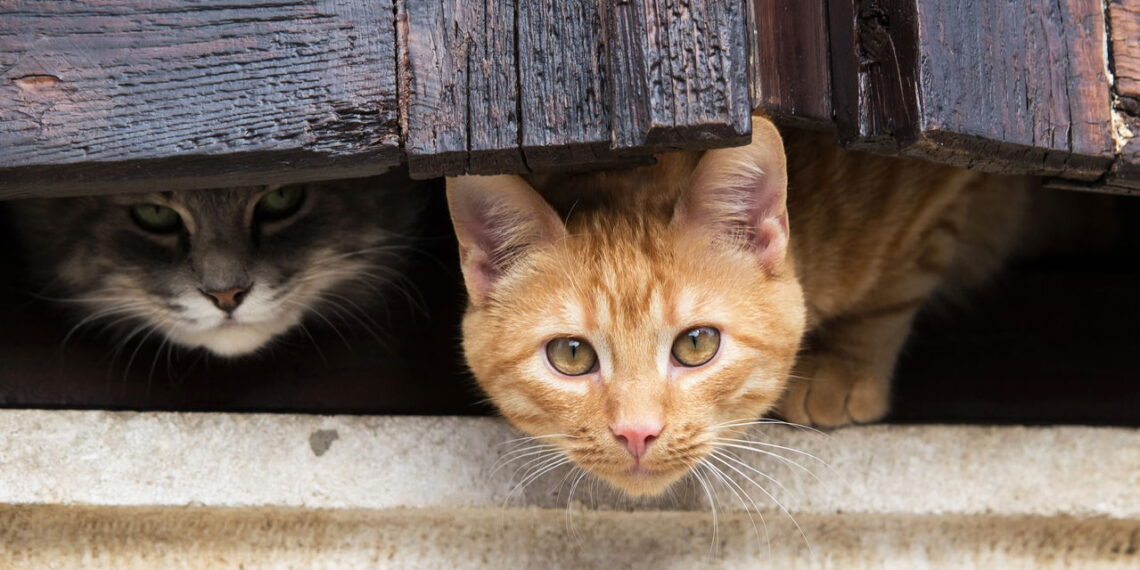 Descoberta genética dos gatos laranjas surpreende cientistas