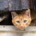 Descoberta genética dos gatos laranjas surpreende cientistas