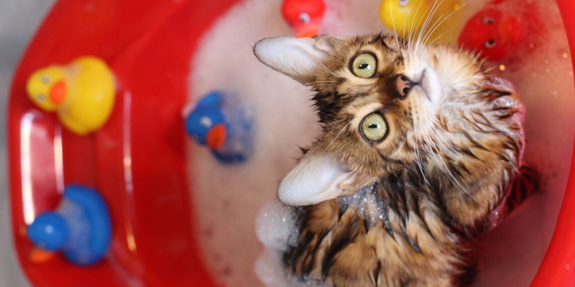 5 cuidados indispensáveis para garantir o bem-estar do seu gato em casa
