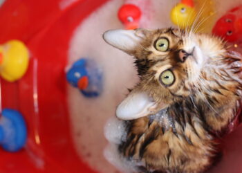 5 cuidados indispensáveis para garantir o bem-estar do seu gato em casa