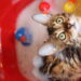 5 cuidados indispensáveis para garantir o bem-estar do seu gato em casa