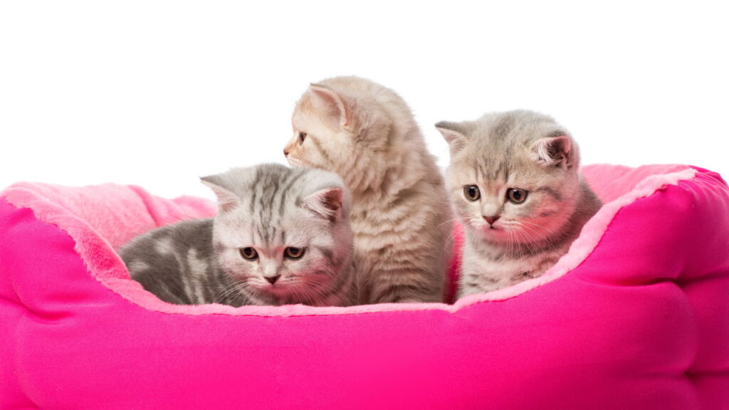 7 truques infalíveis para dar banho em gatos sem estresse