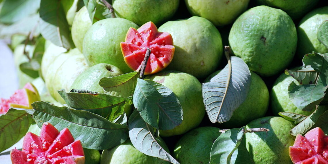 Aprenda a cultivar goiaba em casa e prepare a melhor goiabada caseira de forma simples e sem erro!