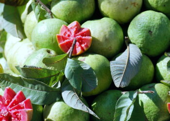 Aprenda a cultivar goiaba em casa e prepare a melhor goiabada caseira de forma simples e sem erro!