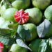Aprenda a cultivar goiaba em casa e prepare a melhor goiabada caseira de forma simples e sem erro!