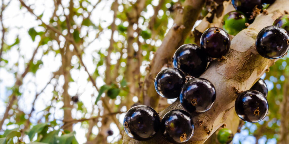 Aprenda como cultivar jabuticaba de maneira rápida e saudável em um guia completo!