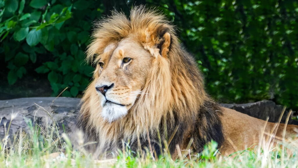 Qual animal revela seu estilo de liderança mais forte?