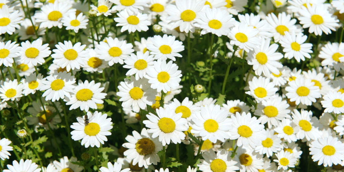 Esses são os métodos corretos para ter uma plantação de margaridas lindas e vibrantes no seu jardim