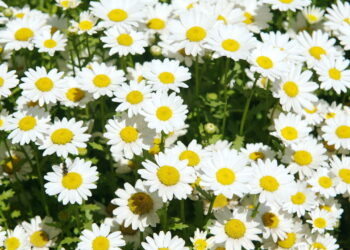 Esses são os métodos corretos para ter uma plantação de margaridas lindas e vibrantes no seu jardim
