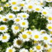 Esses são os métodos corretos para ter uma plantação de margaridas lindas e vibrantes no seu jardim