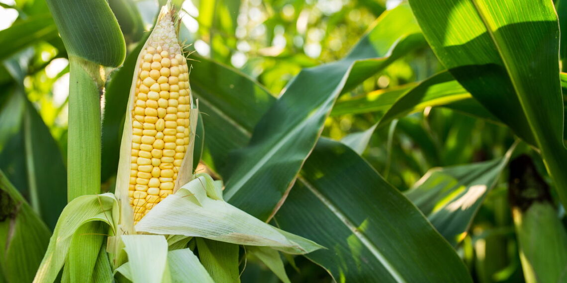 Saiba os métodos certos para ter um cultivo de milho versátil e saudável