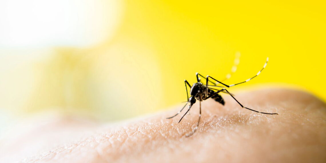 Nem repelente, nem vela de citronela: a planta que afasta mosquitos naturalmente