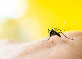 Nem repelente, nem vela de citronela: a planta que afasta mosquitos naturalmente