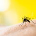 Nem repelente, nem vela de citronela: a planta que afasta mosquitos naturalmente