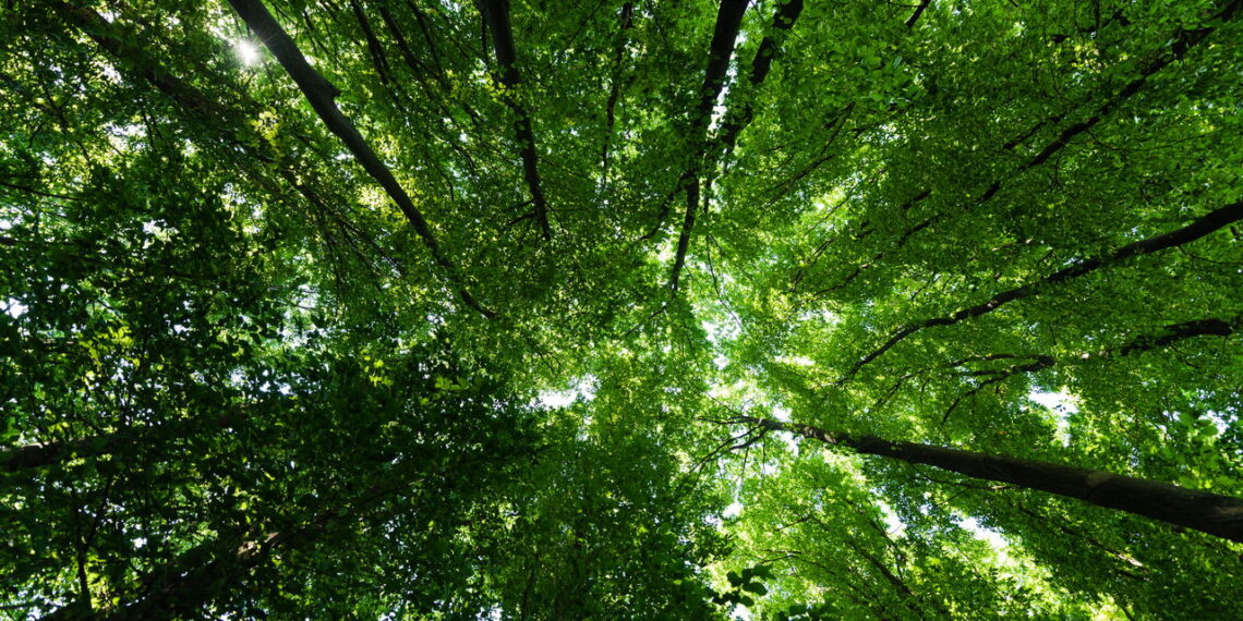 O que acontece com seu corpo quando você passa mais tempo na natureza?