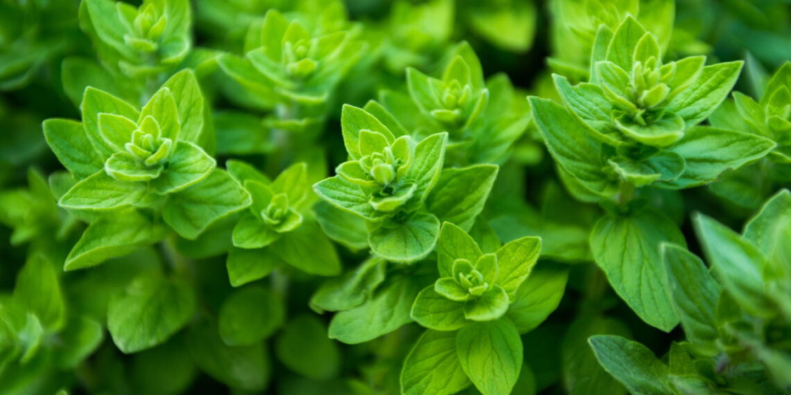 Saiba como cultivar orégano em casa para colocar em suas receitas sem erro