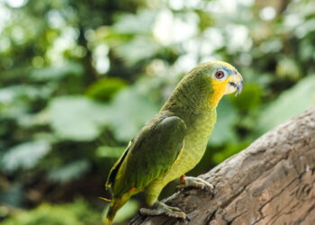 O que significa falar com animais de estimação como se fossem humanos, segundo a psicologia