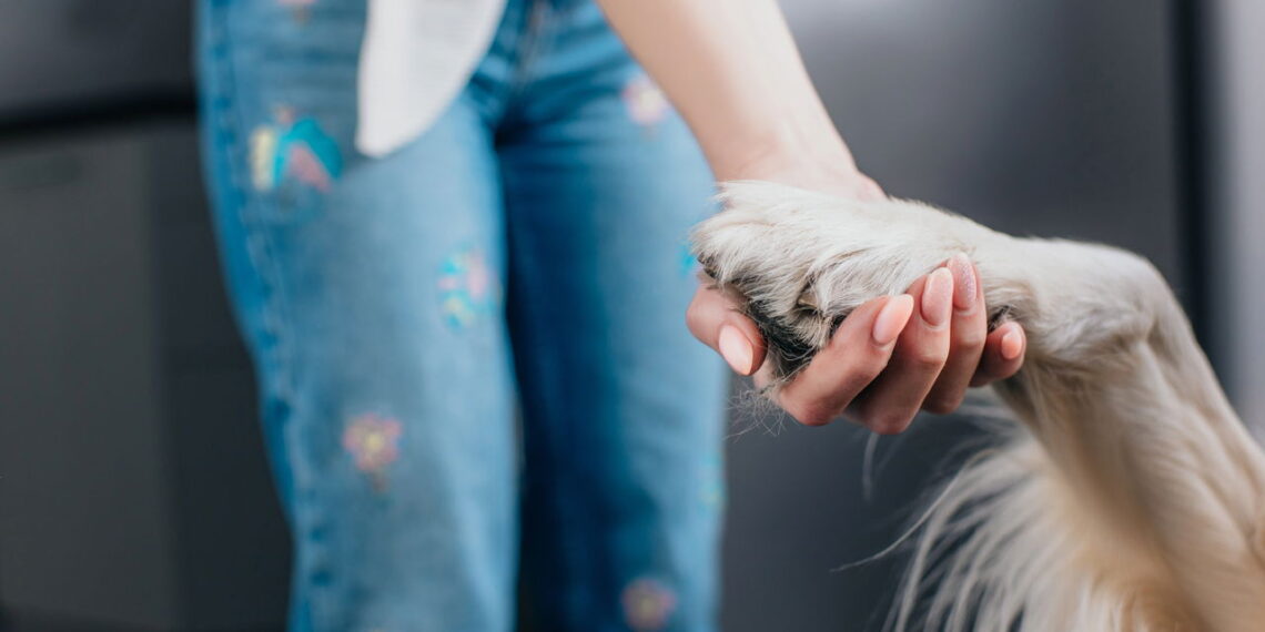Top 6 raças de cachorro mais queridas em 2025