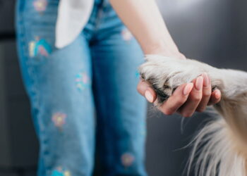 Top 6 raças de cachorro mais queridas em 2025