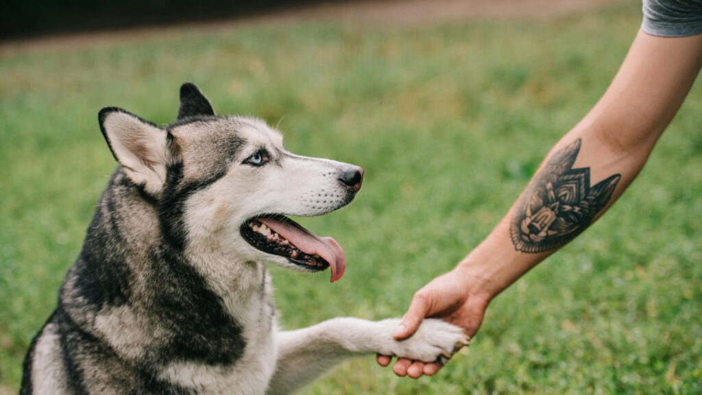 Como evitar o erro mais comum que prejudica as patas do seu cão no verão