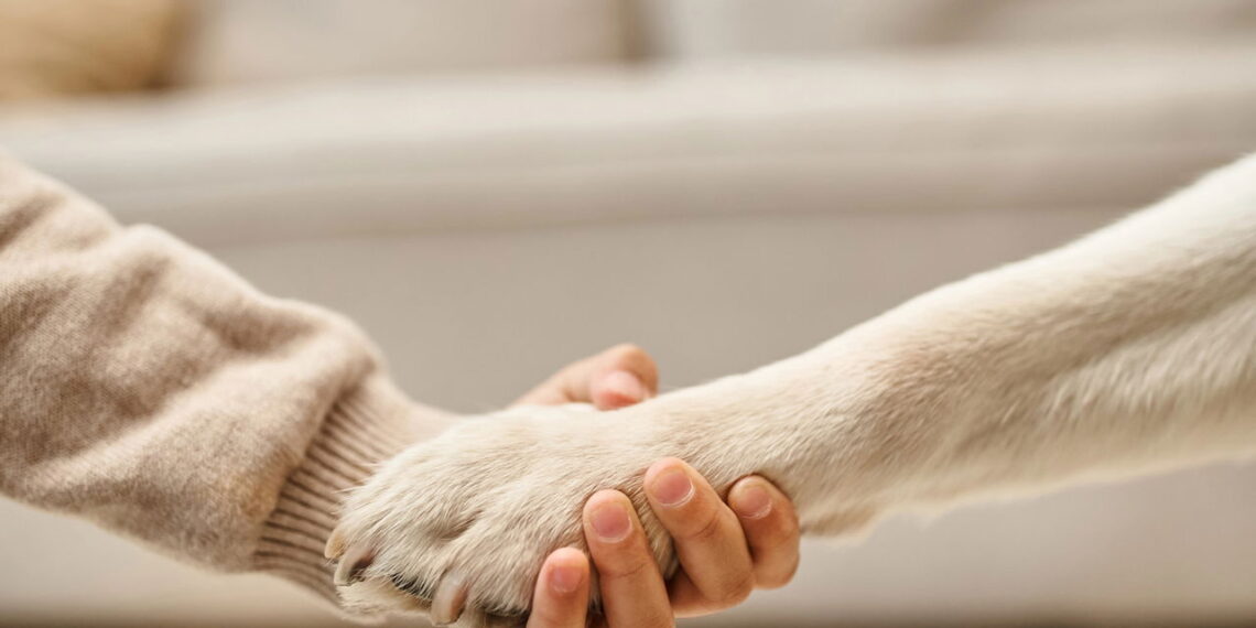 Como evitar o erro mais comum que prejudica as patas do seu cão no verão