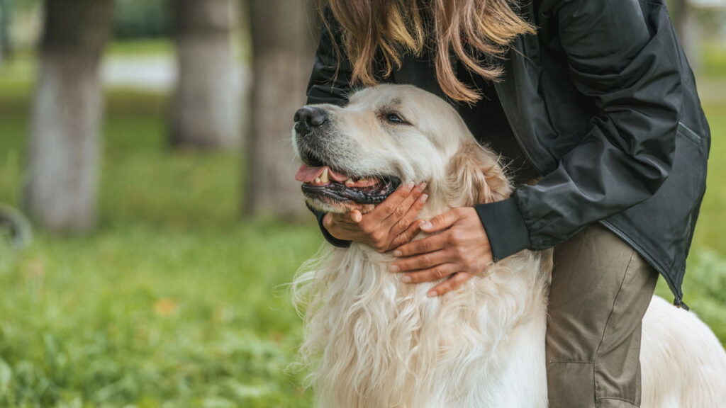 Cuidados que provam que tratar pet como filho virou regra