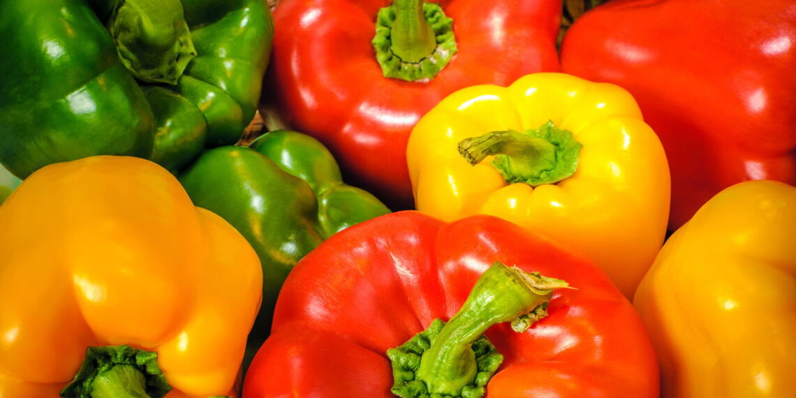 Aprenda como ter um cultivo saudável e variado de pimentão em casa