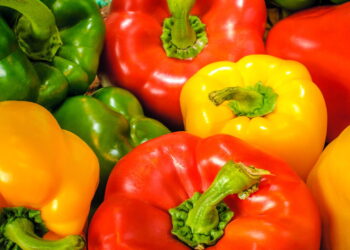 Aprenda como ter um cultivo saudável e variado de pimentão em casa