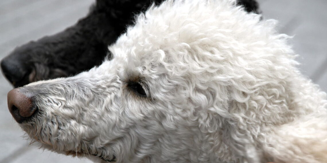 O que torna os poodles os cães mais versáteis e amados do planeta