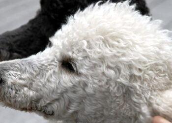 O que torna os poodles os cães mais versáteis e amados do planeta