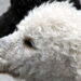 O que torna os poodles os cães mais versáteis e amados do planeta