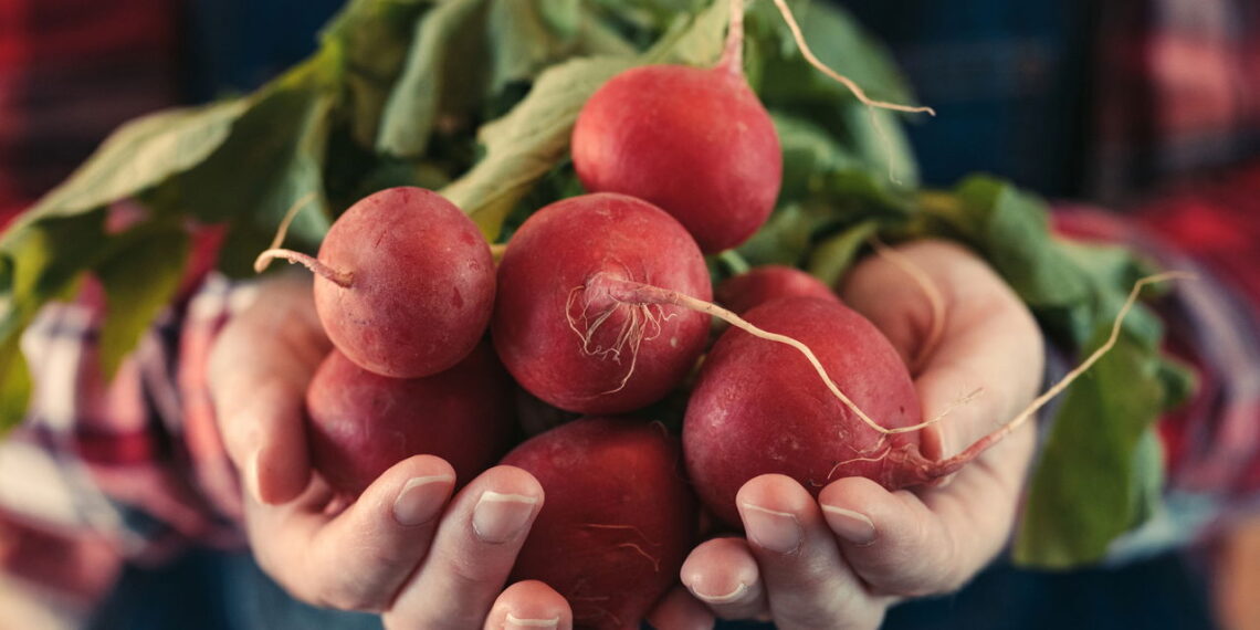 Cultivar rabanetes em casa traz incríveis benefícios, além de que pode transformar sua saúde em poucos dias!