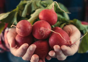 Cultivar rabanetes em casa traz incríveis benefícios, além de que pode transformar sua saúde em poucos dias!