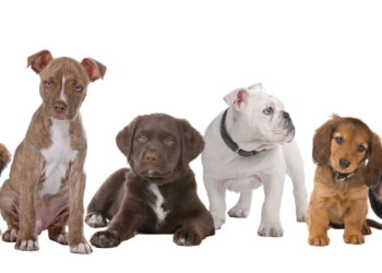 As 10 raças de cachorro mais amadas de 2025 surpreendem!
