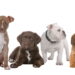 As 10 raças de cachorro mais amadas de 2025 surpreendem!
