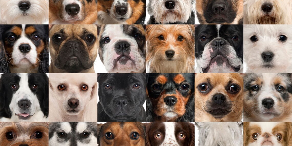 Ranking revela as raças de cachorro mais amadas em cada país
