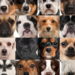 Ranking revela as raças de cachorro mais amadas em cada país