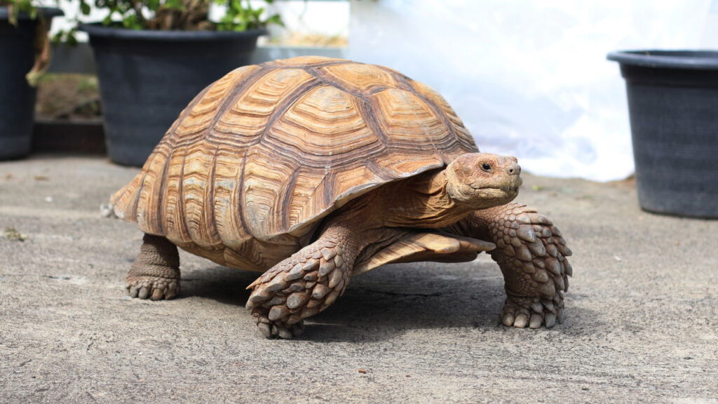 Qual animal revela seu estilo de liderança mais forte?