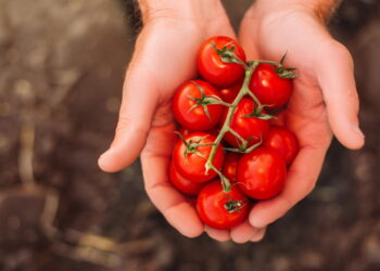 Aprenda a ter uma plantação saudável e versátil de tomate no seu quintal