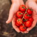 Aprenda a ter uma plantação saudável e versátil de tomate no seu quintal