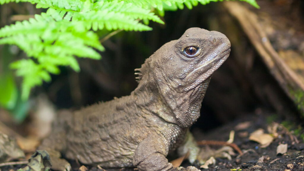 Descoberta em tubarão pode revelar como viver 500 anos