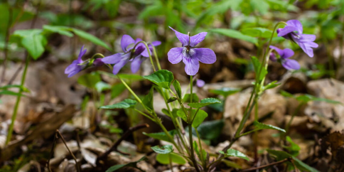Aprenda como transformar seu quintal em um jardim repleto de violetas lindas e saudáveis
