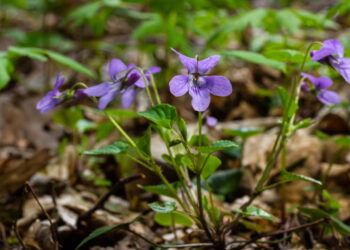 Aprenda como transformar seu quintal em um jardim repleto de violetas lindas e saudáveis