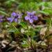 Aprenda como transformar seu quintal em um jardim repleto de violetas lindas e saudáveis