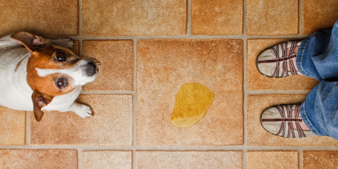 Como eliminar o cheiro de xixi de cachorro de forma segura e eficaz