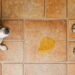 Como eliminar o cheiro de xixi de cachorro de forma segura e eficaz