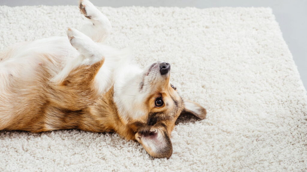 4 motivos para começar o reforço positivo com seu cão ainda hoje

