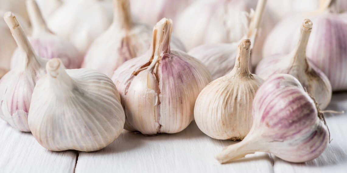 Veja os benefícios do alho para sua saúde e como cultivá-lo em casa