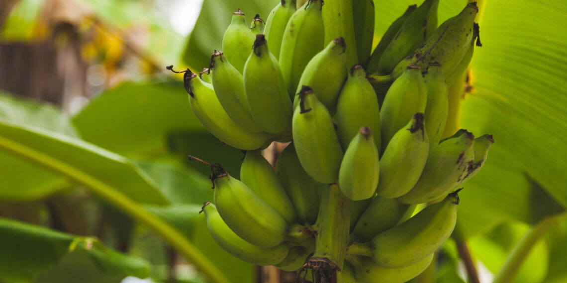 Este guia prático vai te fazer ter um cultivo produtivo e gostoso de banana